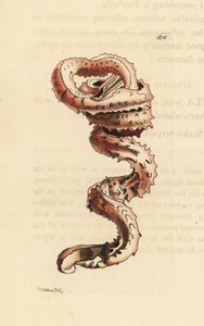 Slit Worm Shell by Unbekannter Künstler