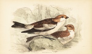 Snow bunting, Plectrophenax nivalis.1889 by Unbekannter Künstler