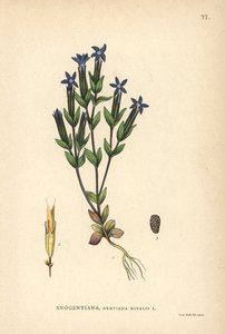 Snow Gentian, Gentiana Nivalis