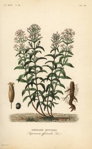 Soapwort or soapweed, Saponaria officinalis by Unbekannt