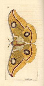 South India small tussore, Antheraea paphia