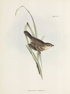 Sparrow or finch, c 1832-1836