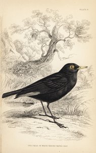 Spectacled Tyrant, Hymenops perspicillatus (Spectacle or White-winged Water-chat, Perspicilla leucoptera) by Unbekannter Künstler