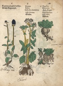 Spiked rampion, skirret, and turnip by Unbekannter Künstler