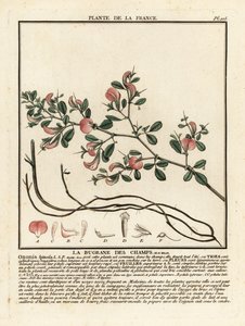 Spiny restharrow, Ononis spinosa