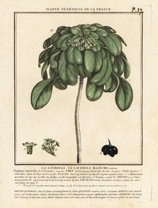 Spurge laurel, Daphne laureola