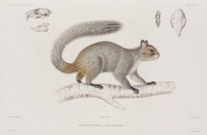 Squirrel by Unbekannt