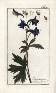 Staphisegar or Herb with Lice, Gouty Grass or Wild Grape, Delphinium staphisagria