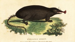 Star-nosed mole, Condylura cristata (1800) by Unbekannter Künstler