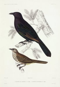 Starlings