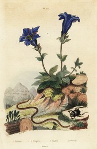 Stemless Gentian, Gentiana Acaulis 1, Clavaria Ophioglossoides 2, Centipede, Geophilus Walckenaerii 3 and Scarab Beetle, Geotrupes Momus 4