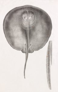 Stingray, Front View Close-up by Unbekannt