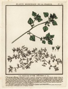 Stinking Goosefoot, Chenopodium Vulvaria