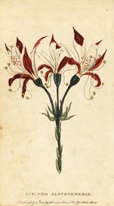 Striped alstroemeria, Alstroemeria ligtu, 1800 by Unbekannter Künstler