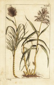 Sugar cane, Saccharum officinarum by Unbekannter Künstler