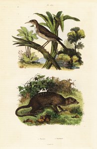 Sunbird and Meerkat, 1834-1839 (engraving)