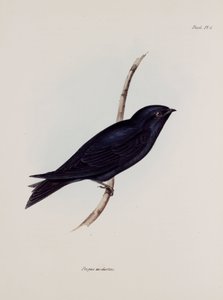 Swallow or Martin, South America, c. 1832-1836