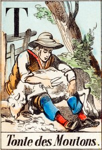 T Tonte des Moutons - 