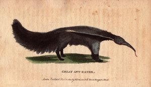 Tamanor or antill (Myrmecophaga tridactyla), a South American mammal that feeds mainly on ants and termites, searching colonies with its long worm-shaped tongue and bringing it back to its palace covered by insects engulfed by its viscous saliva. It is als