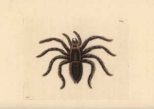 Tarantula wolf spider by Unbekannter Künstler