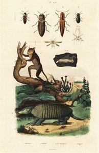 Tarsier, armadillo and beetles