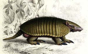 Tatou Encoubrt (Dasypus sexeinetus), edentate mammals. In "Dictionnaire universel d