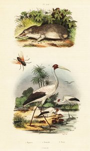 Tenrec, stork and horsefly.,1834-1839 by Unbekannter Künstler