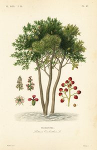 Terebinth or turpentine tree by Unbekannt