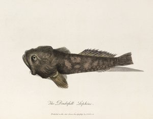 The Doubtful Lophius