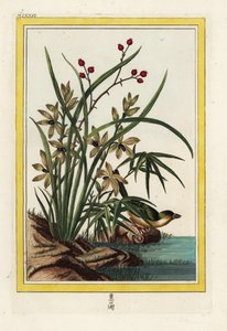 The Elleborin of China. Handcoloured etching from Pierre Joseph Buchoz 