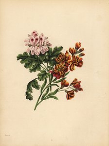 The Helen Geranium, Preference; The Garden Wallflower, Fidelity in misfortune by Unbekannt