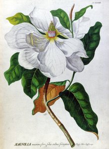 The Magnolia
