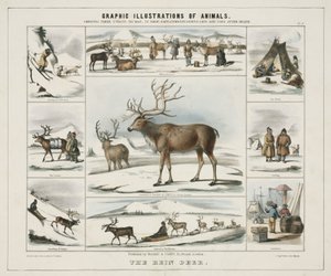 The Rein Deer (c. 1845) by Unbekannt