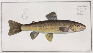 The Trout by Unbekannter Künstler