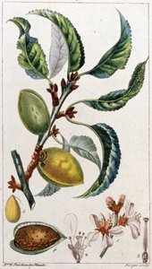 The Almond Tree, c. 1801-1850 (engraving) by Unbekannter Künstler