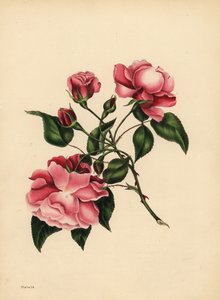 The ever-blowing Rose, Beauty always new by Unbekannt
