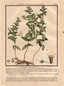 The gratiole officinale (Gratiola officinalis). Venenous plant, description of plant, stem, leaves, flowers and roots. Details of chalice, pistil and capsule. Eau forte en couleurs 18th century, in Herbier de la France (1780-1793), drawing, engraving and p