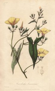 The scammonee (Convolvulus scammonia) - Strong water by William Clarke to illustrate Medical Botanical, Description of the Medicinal Plants of London, Edinburgh, and Dublin by John Stephenson and James Morss Churchill by Unbekannter Künstler
