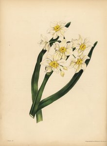 The snow flake-leaved Narcissus, Egotism and self-love