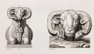 Thebes