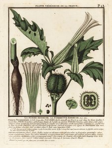 Thorn apple, Datura stramonium