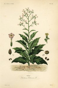 Tobacco plant