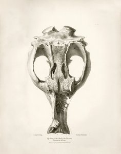 Toxodon Crane, a prehistoric animal found by Charles Darwin near Montevideo, Uruguay during his exploration journey aboard the Beagle. The Zoology of the voyage of H.M.S. Beagle under the command of Captain Fitzroy during the years 1832 to 1836
