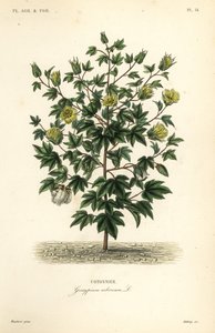 Tree cotton, Gossypium arboreum by Unbekannt