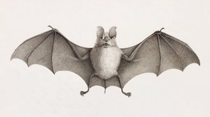 Trident Horseshoe Bat, Bats in Egypt by Unbekannt