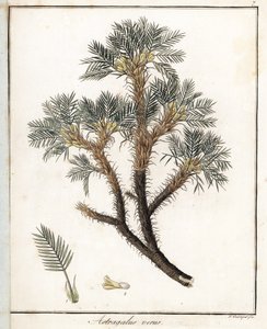 True Astragalus. Lithograph by F. Guimpel, extracted from medical botany by Friedrich Gottlob Haynes