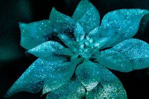 Turquoise Poinsettia for My Darling (2017)
