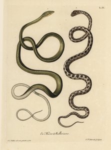 Two Suriname snakes: Green snake and checkered garter snake by Unbekannter Künstler