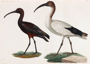 Two Color Illustrations of Birds by Unbekannt