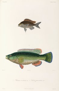 Two Types of Fish, Black Sea